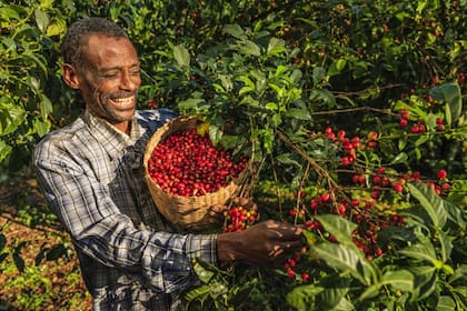 Los primeros registros históricos sobre las plantas de café lo ubican en lo que hoy es Etiopía