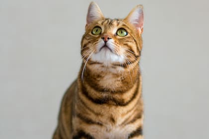 Los primeros síntomas suelen aparecer en el gato dentro de las 12 horas posteriores a la exposición