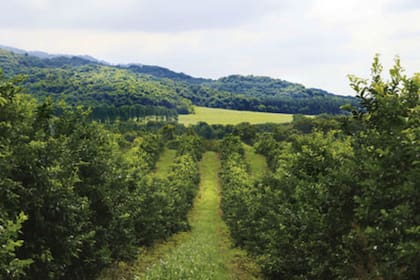 Los principales beneficios de formar parte del programa, son: mejorar de la gestión ambiental y social del territorio, generar valor agregado a su producción, incrementar la posibilidad de acceso financiamiento nacional e internacional, así como la posibilidad de crear alianzas multisectoriales.