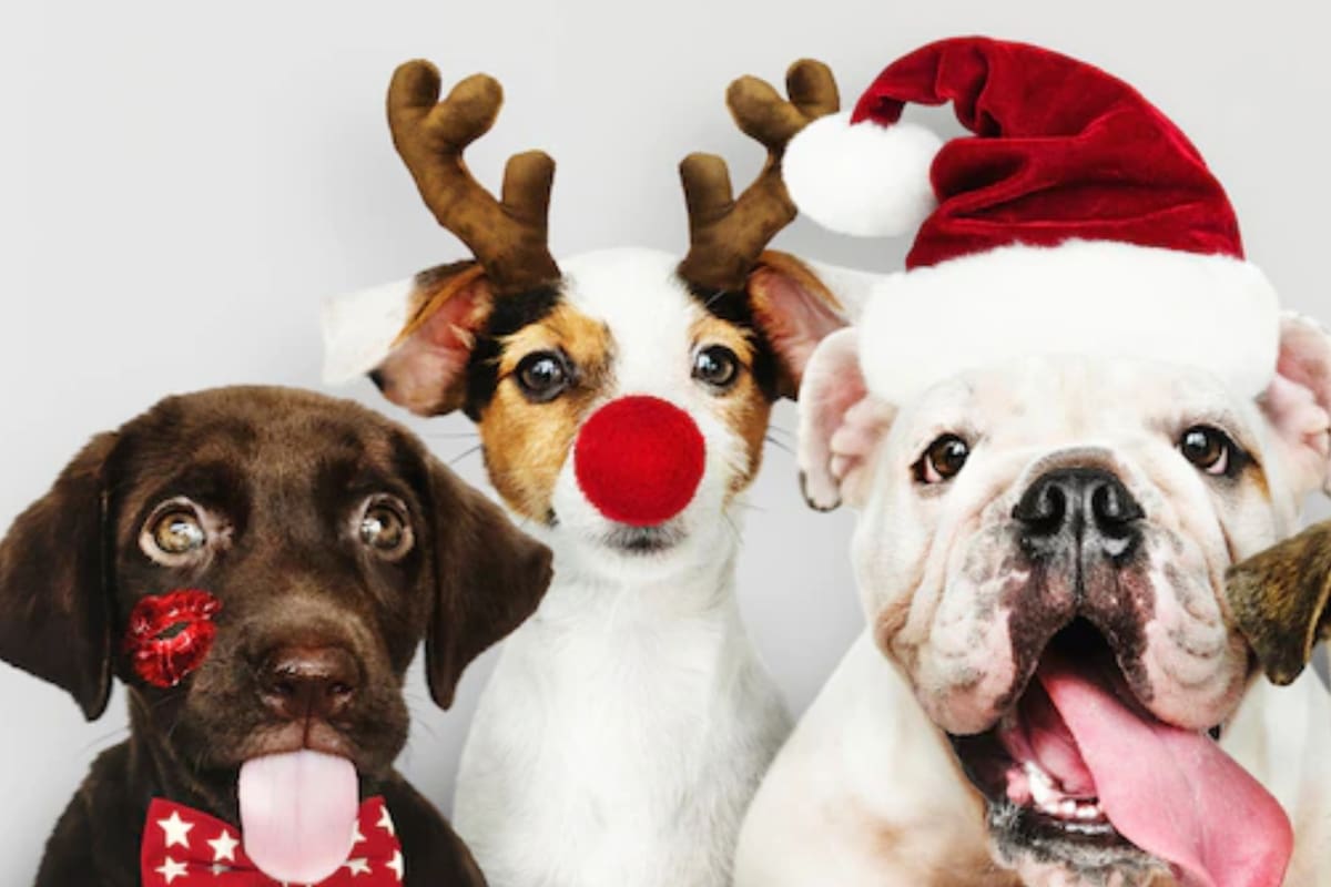 Los principales efectos de la pirotecnia en las mascotas son: taquicardia, temblores falta de aire, náuseas, aturdimiento, sensación de irrealidad