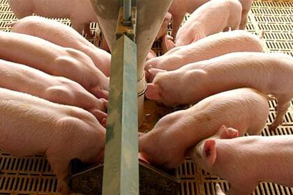 Los principales indicadores de la producción porcina -producción, faena y consumo- están en alza