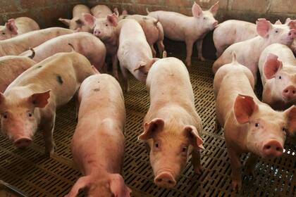 Los probióticos compiten con bacterias patógenas