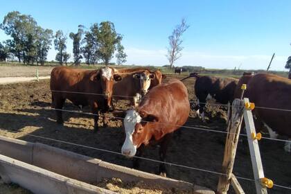 Los probióticos cumplen una función cada vez más importante en la alimentación animal