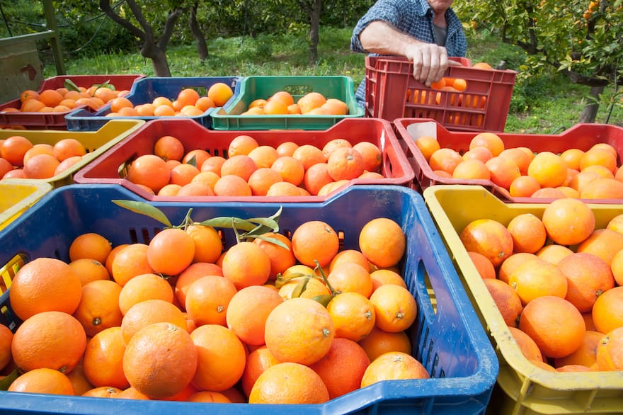El jugo de naranja argentino se posiciona ante la crisis en EE. UU. y Brasil