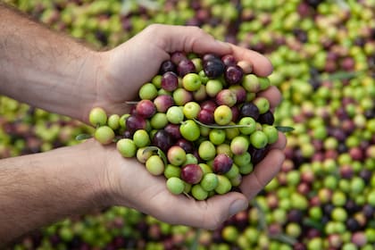 Los procesos de fermentación natural que pasan las olivas durante su curado tradicional pueden favorecer la presencia de bacterias lácticas que tienen impacto positivo en la microbiota