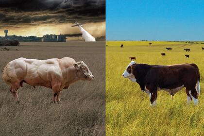 Los procesos de producción de animales distan cada vez más de ser los más saludables.