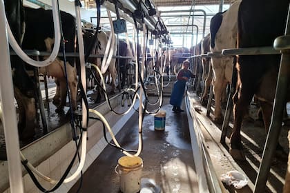 Los productores advierten que el precio de la leche en pesos sigue perdiendo valor frente a la inflación, mientras la producción aumenta y la demanda interna se mantiene débil