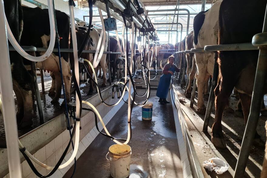 vacas