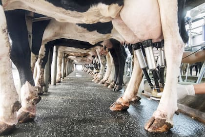 Los productores aseguran que el precio de la leche “está planchado”