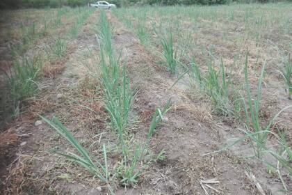 Los productores alertan por las pérdidas en los cañaverales