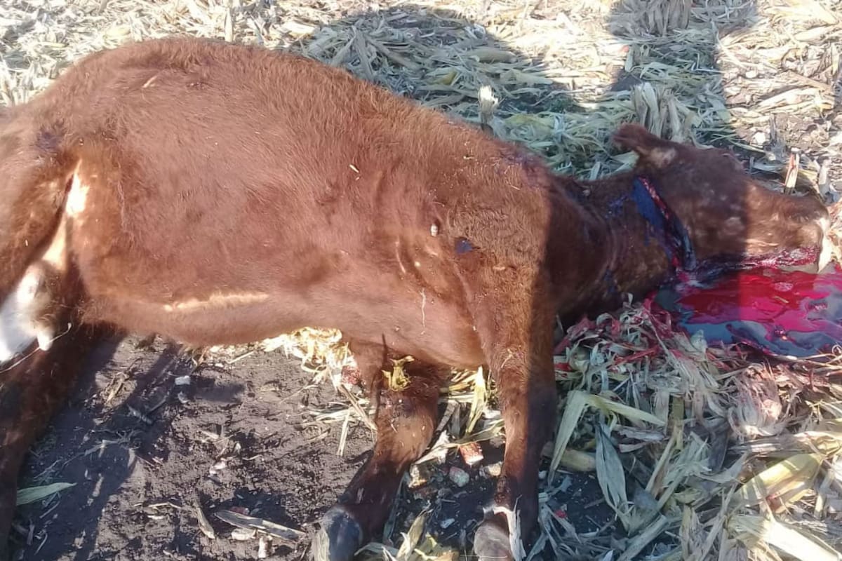 Los productores alertan por los delitos en los campos en Necochea