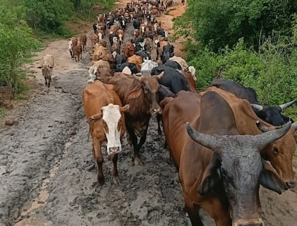 Los productores calculan que quedan unas 11.000 cabezas por retirar de las islas antes del pico de la creciente