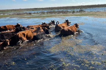 Por la crecida del Paraná, aceleran la evacuación de más de 30.000 vacas