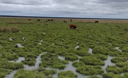 Los productores de Corrientes buscan trasladar los animales hacia terrenos más altos y suplementar la alimentación ante la pérdida de pasturas por las inundaciones