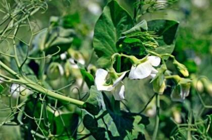 Los productores de guisantes afirman que se trata de un cultivo muy rentable
