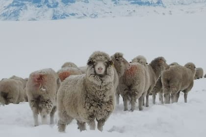 Los productores de la Patagonia piden que el Gobierno saque una herramienta de financiamiento que vaya acorde con la Ley Ovina