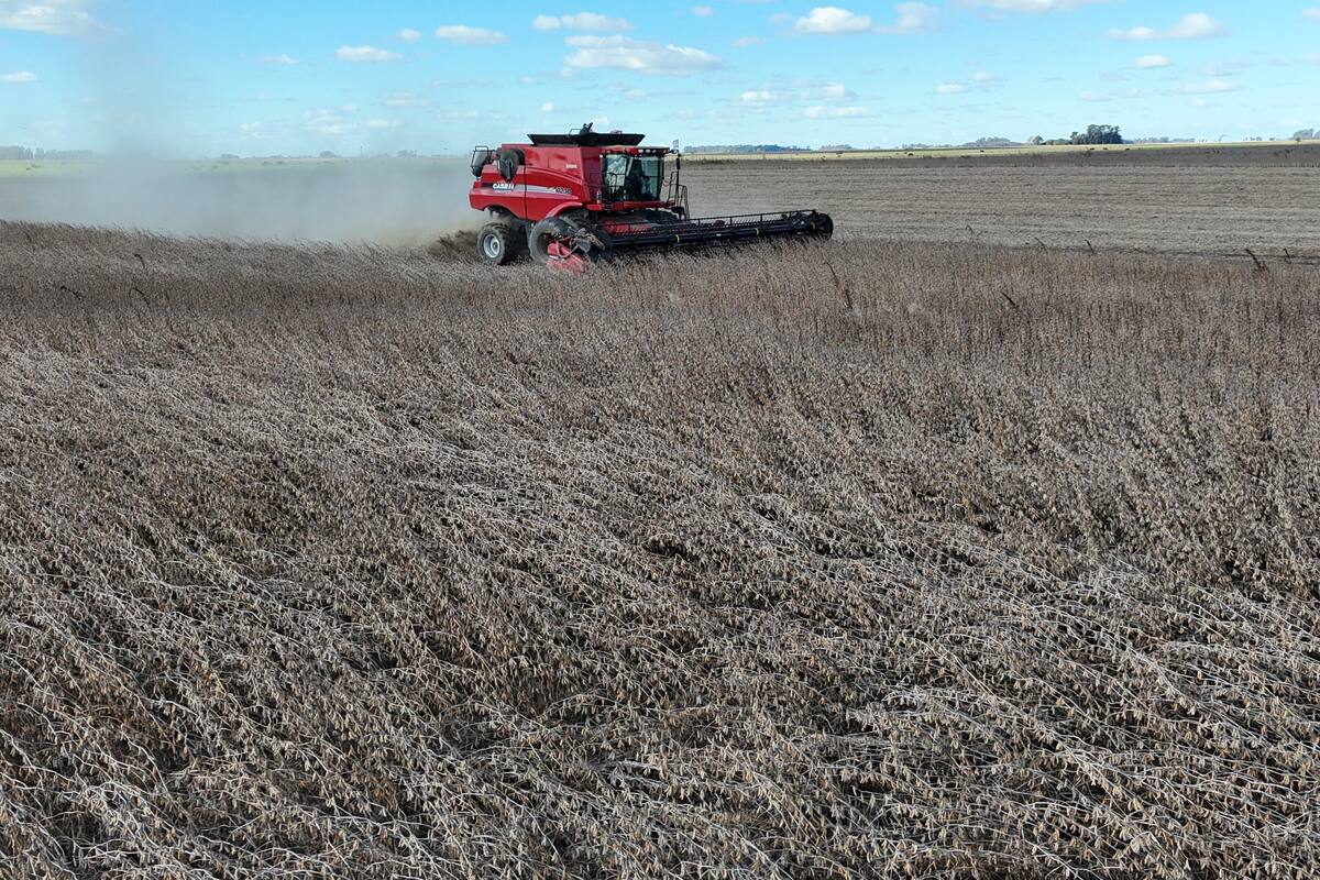 Los productores de soja siguen desilusionados