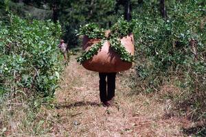 Los productores de yerba mate, que pagaban $3 por dólar exportado, son uno de los principales beneficiados por la quita de retenciones