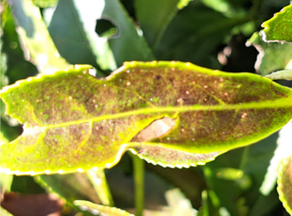 Los productores denuncian que algunas plantas han sido infectadas por ácaros, debilitando el cultivo y reduciendo la calidad de producción