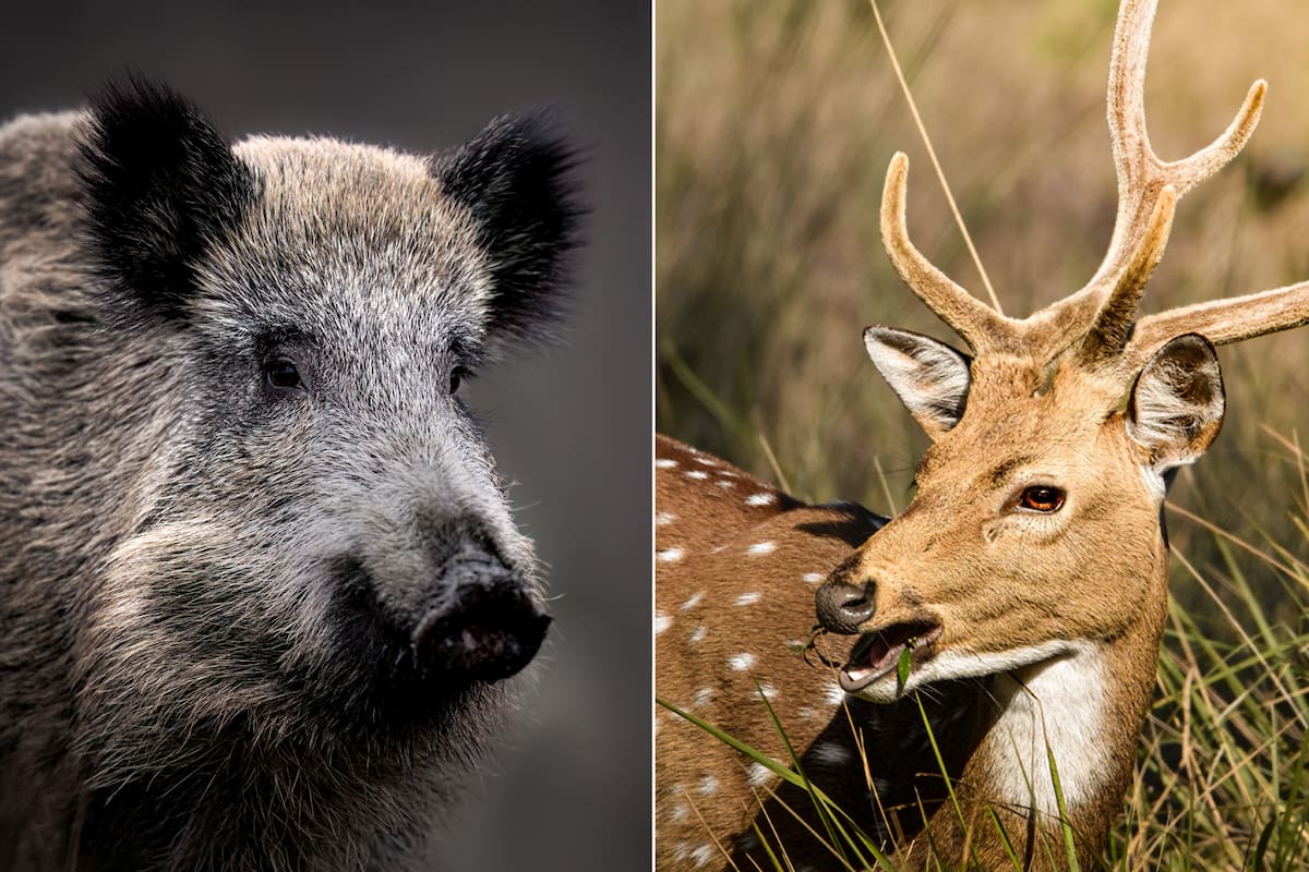 Los productores entrerrianos advirtieron que estas especies exóticas ,el jabalí y el ciervo Axis están ocasionado graves daños productivos, ambientales y ecológicos