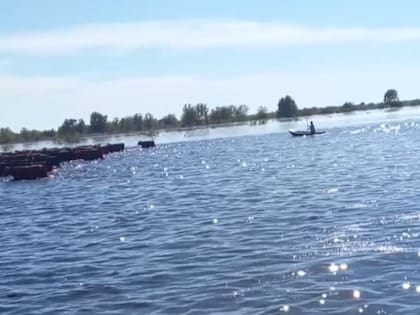 Los productores hoy buscan acelerar el traslado del ganado