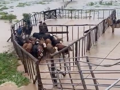 Los productores isleños se apresuran para sacar la hacienda y llevarla al continente