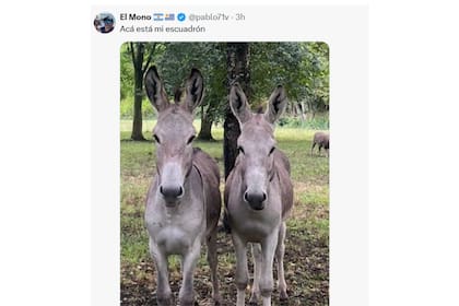 Los productores mostraron los burros que tienen en sus campos