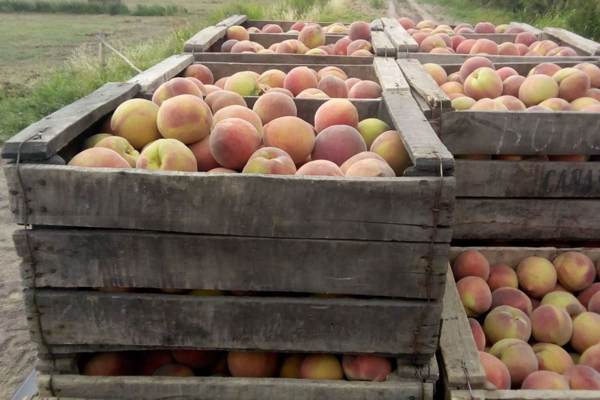 Los productores piden que se establezcan mejores condiciones de crédito