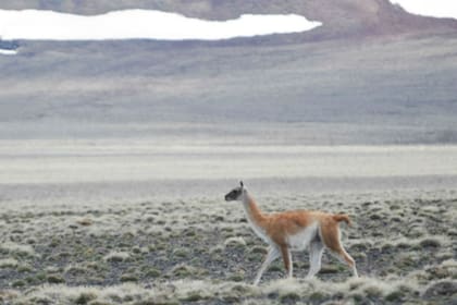 Los productores piden un plan "con etapas claras" para la ampliación del Parque Nacional Patagonia