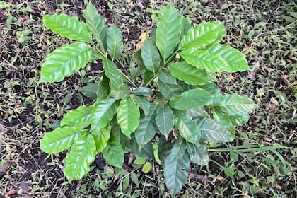 Los productores realizan viajes tecnológicos a los países donde se cultiva el café