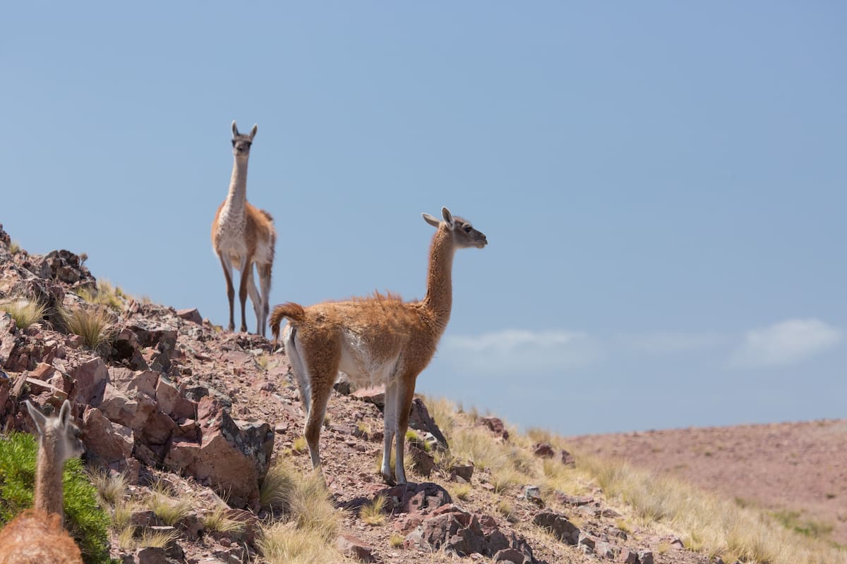 Los productores sostienen que los guanacos compiten contra las ovejas por el pastizal