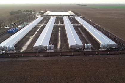 Los productores tienen un esquema asociativo. Un establecimiento de engorde inaugurado junto a Prince Cereales SA