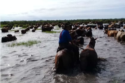 Los productores tratan de salvar los animales