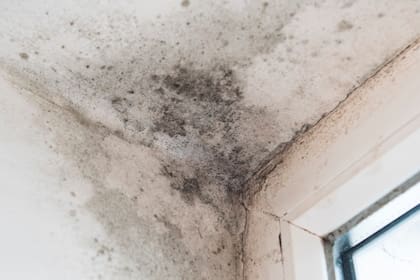 Los productos recomendados para desactivar la humedad de la pared (Imagen ilustrativa)