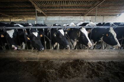 Los productos veterinarios que se exportan se usan para distintas actividades