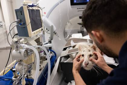 Los profesionales veterinarios trataron de salvar a la tigresa