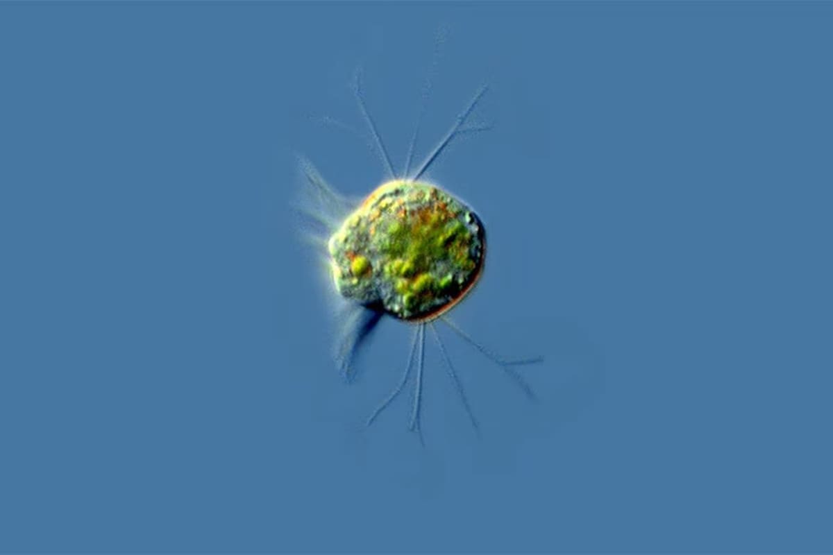Los protistas del género Halteria, como el de la imagen, son microorganismos acuáticos presentes en las aguas dulces de todo el planeta