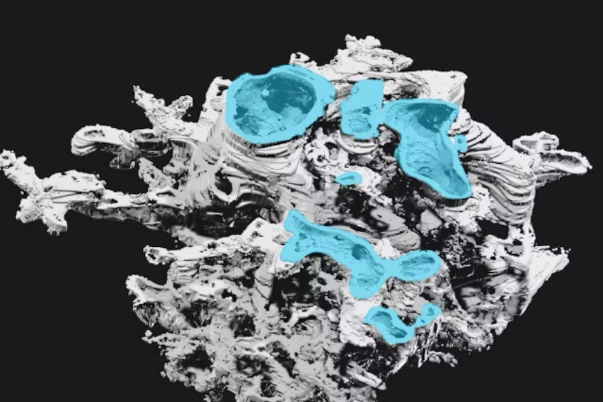 Los prototaxitas fueron las primeras formas de vida de gran tamaño en los entornos terrestres