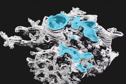 Los prototaxitas fueron las primeras formas de vida de gran tamaño en los entornos terrestres