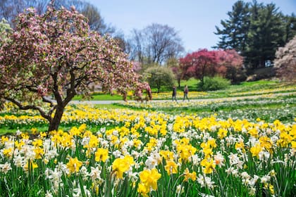 Los prunus florecidos y una pradera de narcisos y junquillos en plena floración