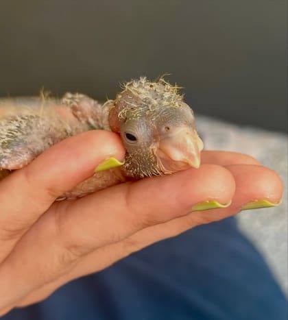 Los psitácidos, dentro de los que se encuentran las cotorras, por su facilidad para imitar el habla humana, han sido buscados para tener como mascotas, siendo víctimas de terribles cacerías.