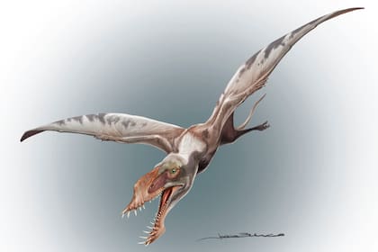 Los pterosaurios habitaron en Chile hace más de 100 millones de años