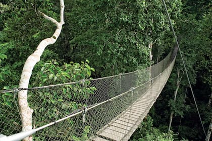 Los puentes colgantes permiten disfrutar de la selva.