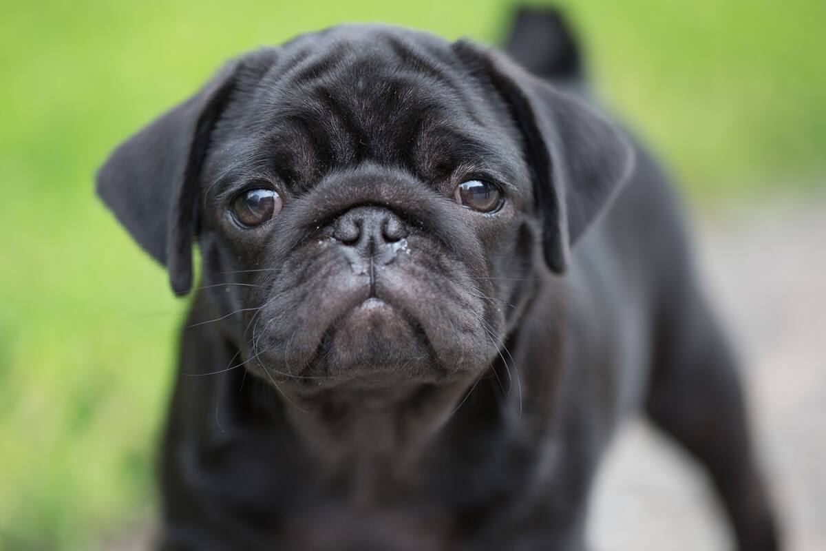 Los pugs, al igual que otras razas populares y virales en redes sociales, son víctimas de la cría selectiva con fines estéticos