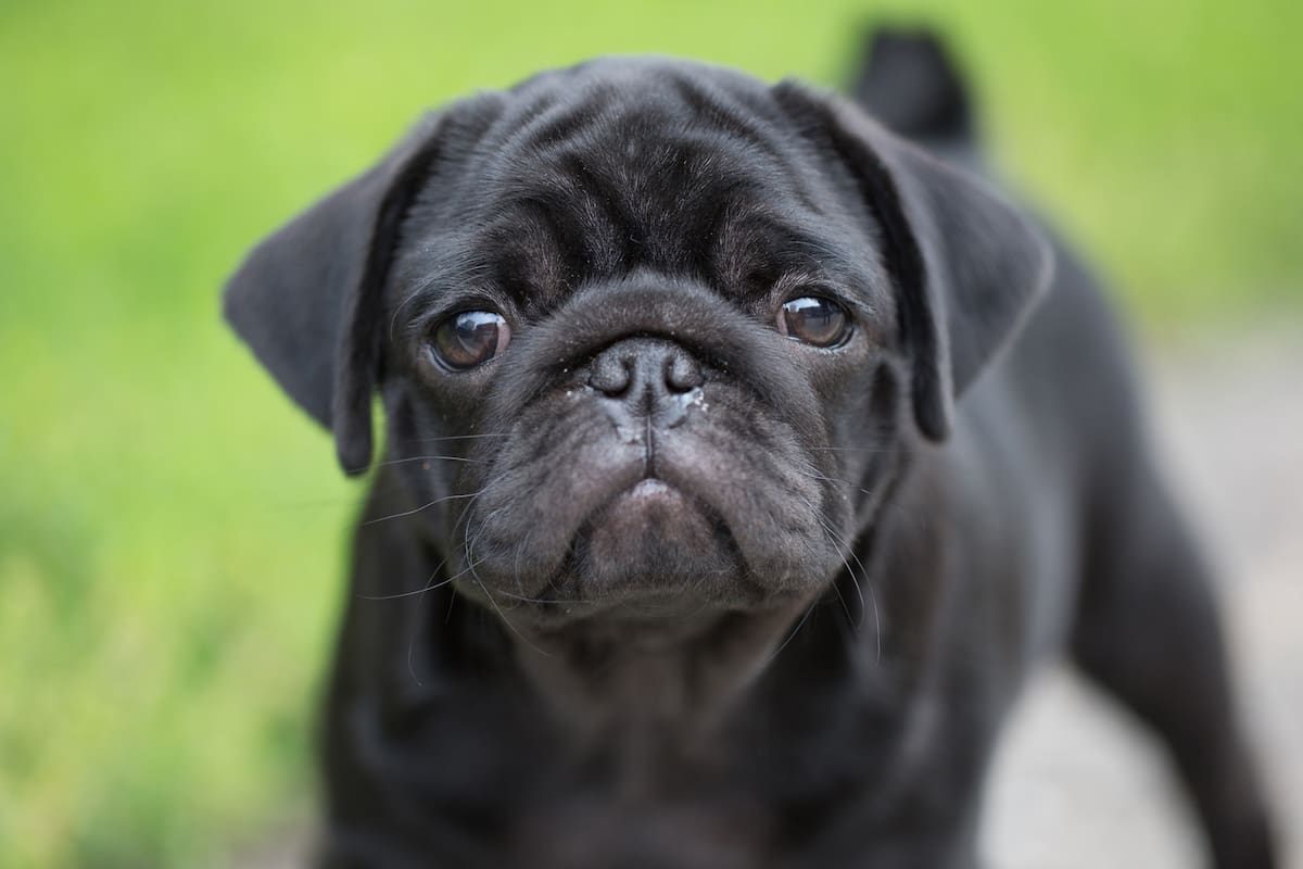 Los pugs, la raza de moda con más problemas