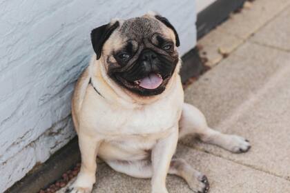 Los pugs no deben realizar ejercicios intensos por su dificultad para respirar