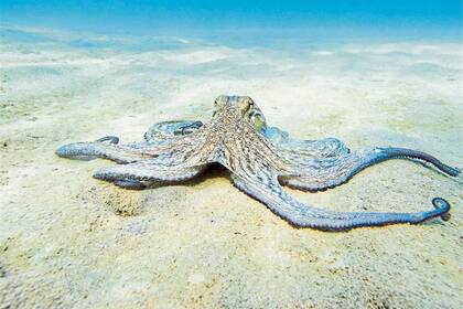 Los pulpos, lo más parecido que hay en la Tierra a la inteligencia extraterrestre