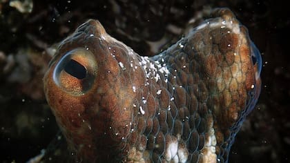 Los pulpos pueden parecer seres de ciencia ficción