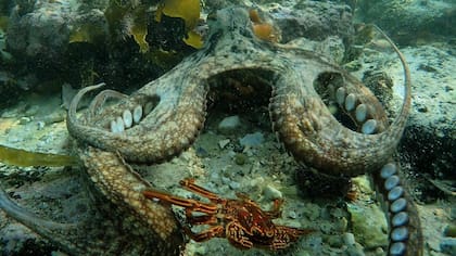 Los pulpos son animales esencialmente nocturnos y solitarios