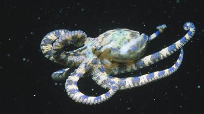 Los pulpos son animales muy hábiles a la hora de resolver problemas